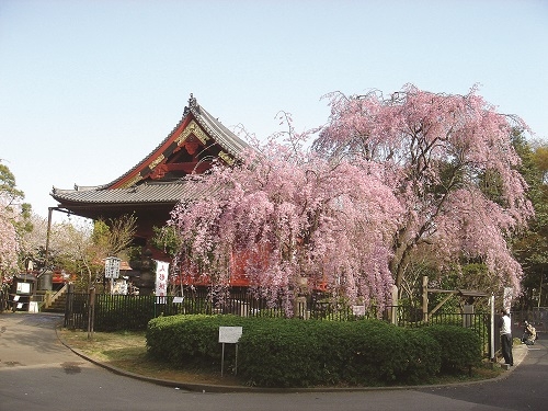 寛永寺墓地