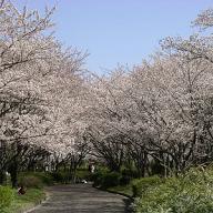 名古屋市営みどりが丘公園墓地
