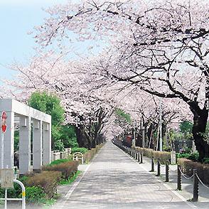 都立青山霊園