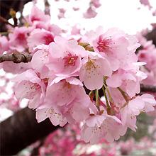 都立　青山霊園