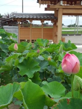 悠久の浄光墓苑